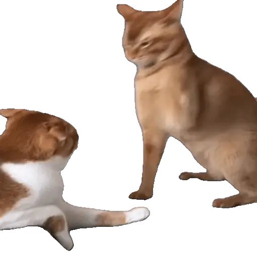 Animales Tiktok Viral 🐱🐈🐈⬛ 9