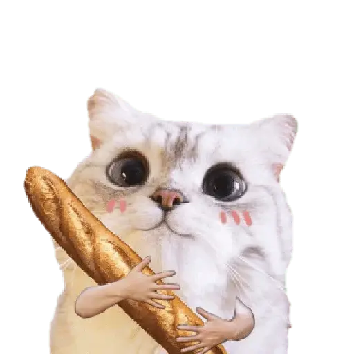 Michis random🐈🐈⬛ 5