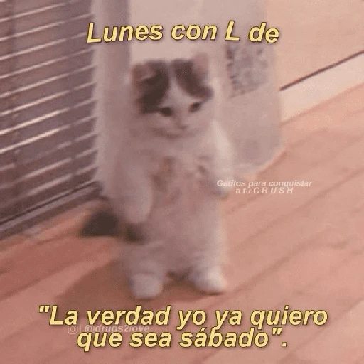 Lunes con L de Gatitos para conquistar atu CRUSH "La verdad yo ya quiero O @drugsziove que sea sábado".
