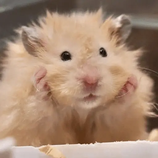 🐹 HAMSTERS MOODCITOS 🐹 15
