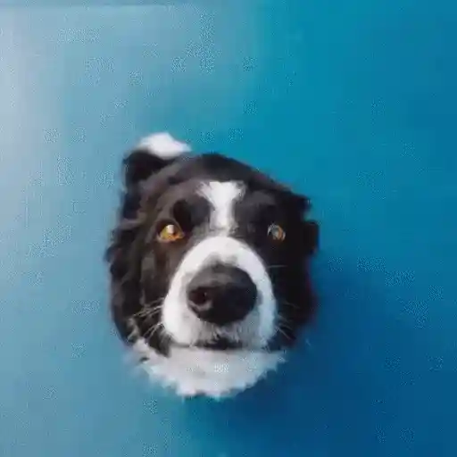 Perros randomcitos 🐶🐾🤭 10