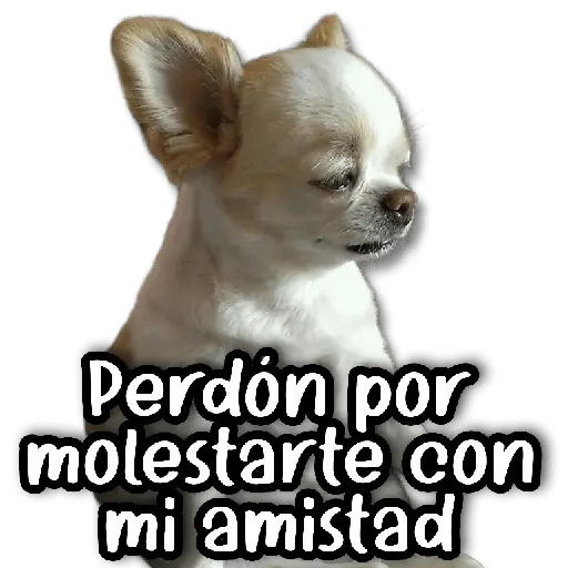 Perdón por molestarte con mi amistad