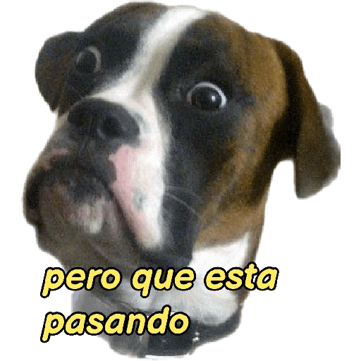 perritos memes 🐕 17
