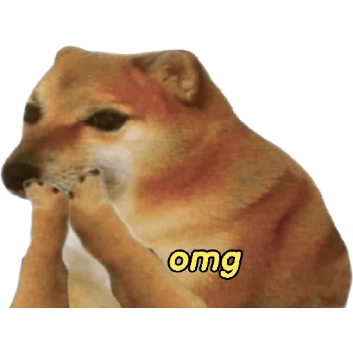 perritos memes 🐕 7
