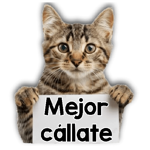 Michi mensajes gatito 🐱📩 7