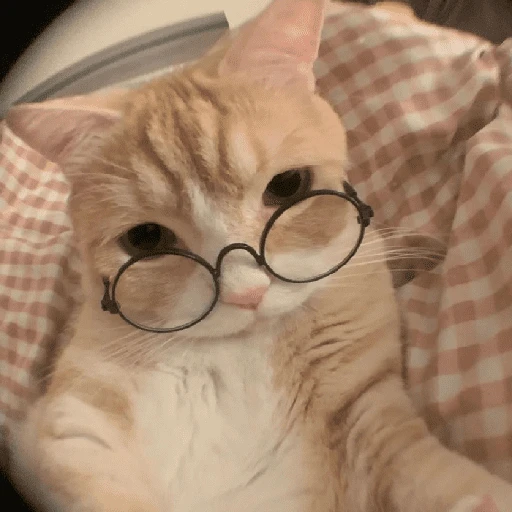 MICHIS 🥰🐱 14
