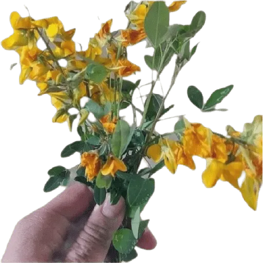 Flores Amarillas🌻ramos 8