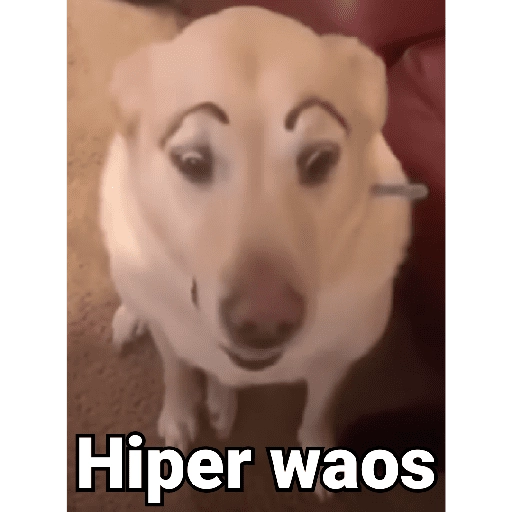 Waos - Perro con cejas🐶 10
