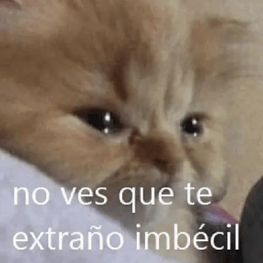 Gatos con frasecitas💬🩷 1