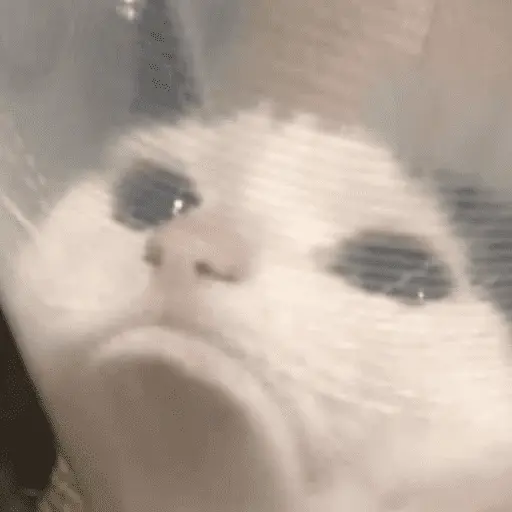 😸 Te lo digo con un gato 😸 3