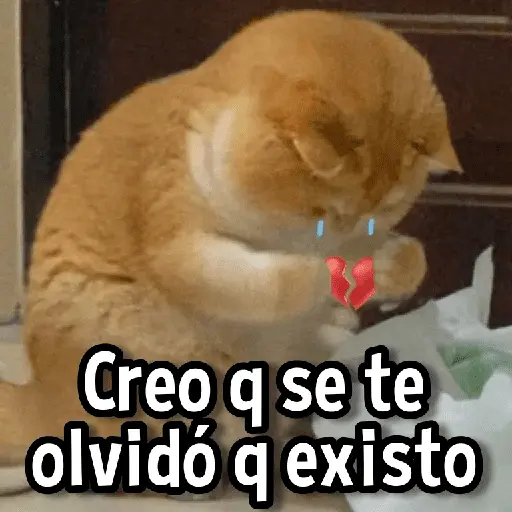 Gatitos pa tu Wsp😼🫰🏻 7