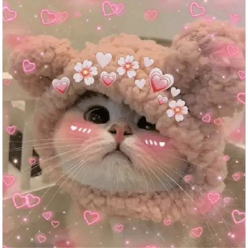 รักลูกแมว 😺💘💞 4