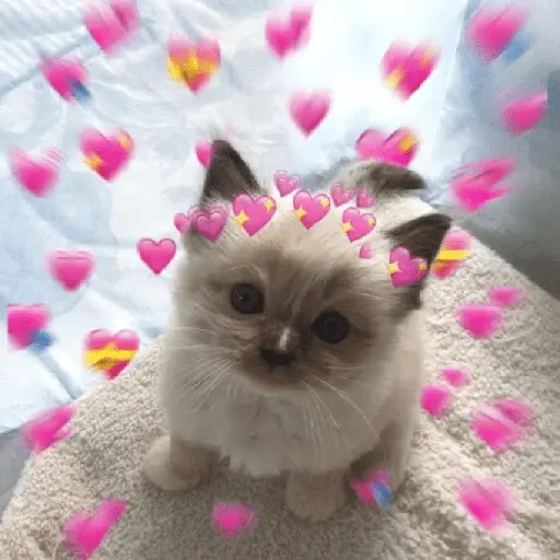 รักลูกแมว 😺💘💞 10
