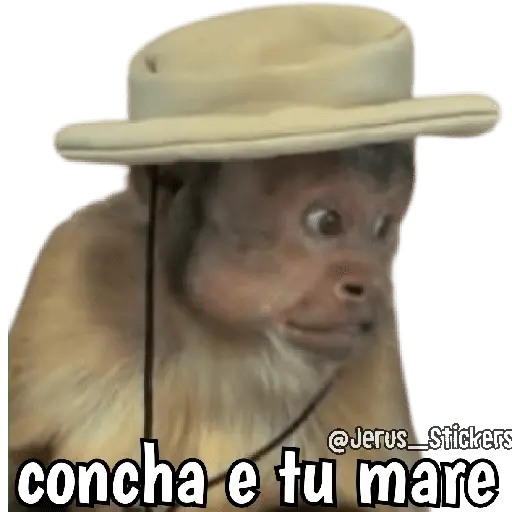 Monos y frases 💬🙊 16