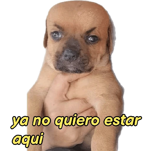 perritos memes 🐕 19