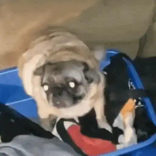 Perros Reacciones🐕🦴 17
