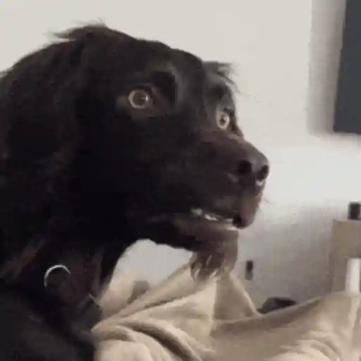 Perritos para el chat🐶 5