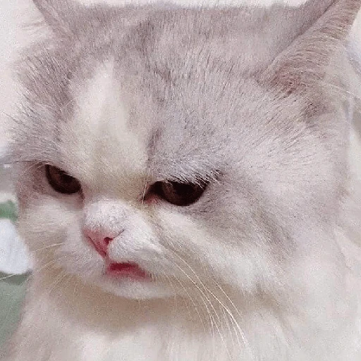 kucing marah 12