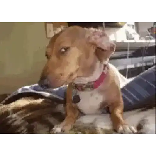 perro chihuahua gracioso 5