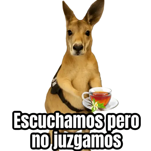 🦘Memes canguro 🦘😂 5