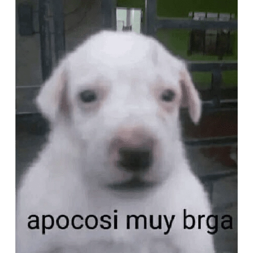 Waos - Perro con cejas🐶 16
