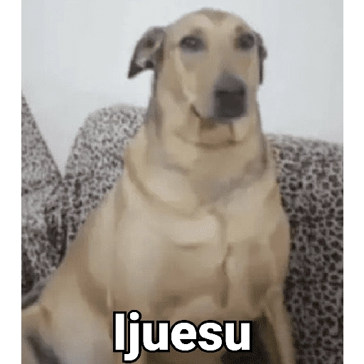 Waos - Perro con cejas🐶 13