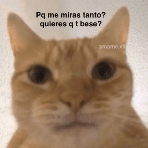 Gatos con frasecitas💬🩷 4