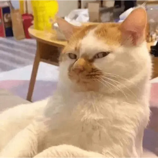 Memes gatitos #3 🐱✨🌷 19