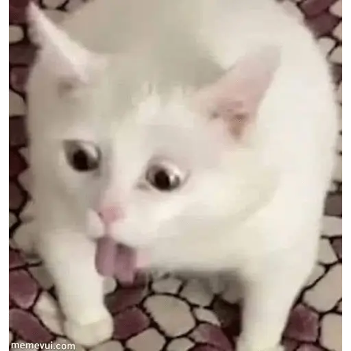 Memes gatitos #3 🐱✨🌷 2