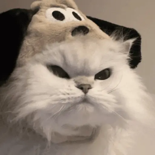 🐾 Gatitos Anti-Depresivos #3 2