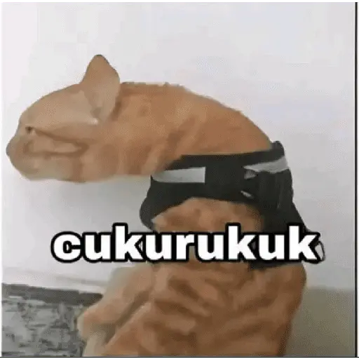 meme kucing 29
