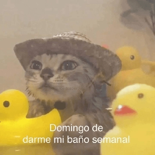 fomitosbergi Domingo de darme mi baño semanal