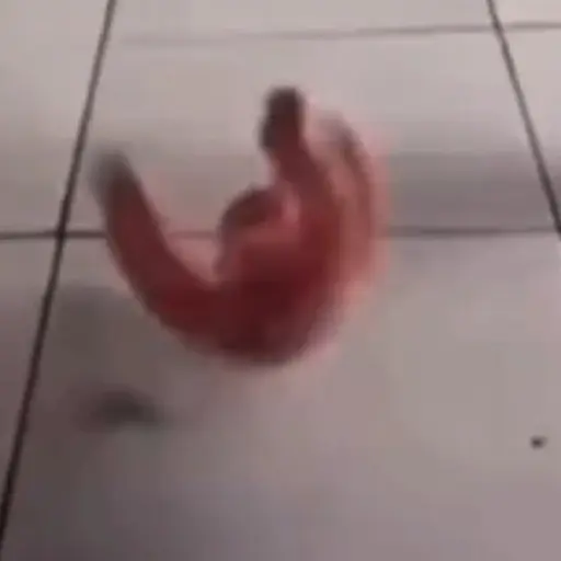 🎵 TIKTOKeando 36🎵 4