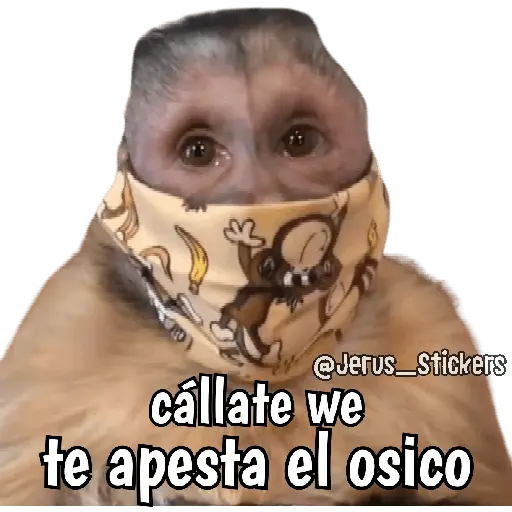 Monos y frases 💬🙊 10