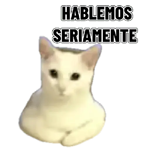 Memes clásicos gatito 😺🔥 6