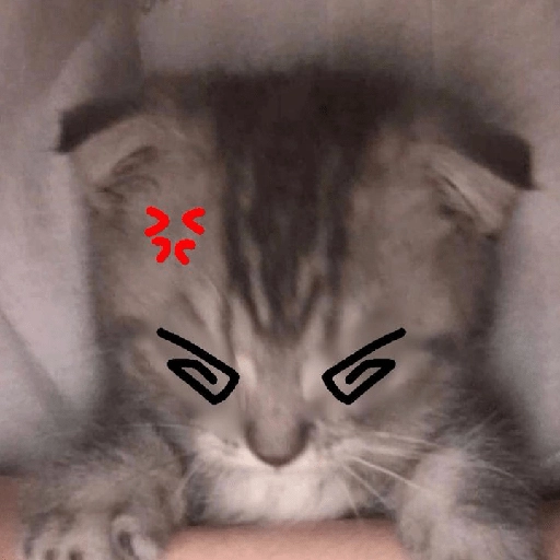 kucing marah 2