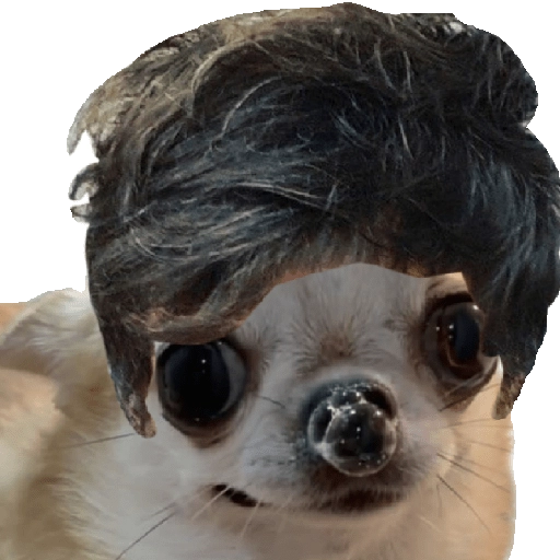 Perrito Milei 1