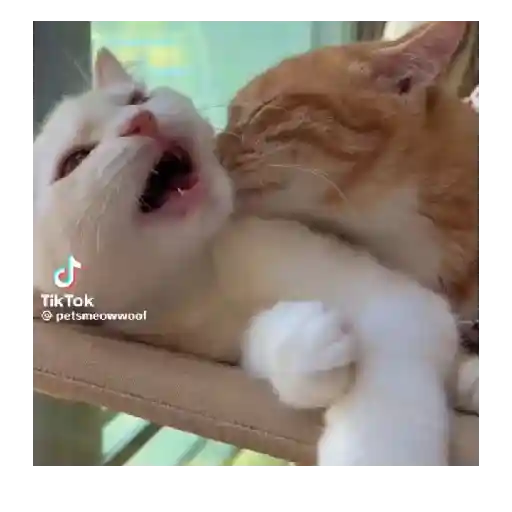 Horny Cats 🐱❤️ 12