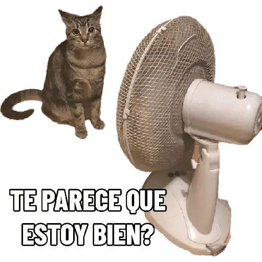 Michis con calor 🥵🥵 16