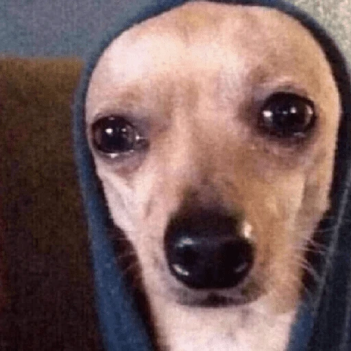 Perritos que tienen frío❄️✨ 7