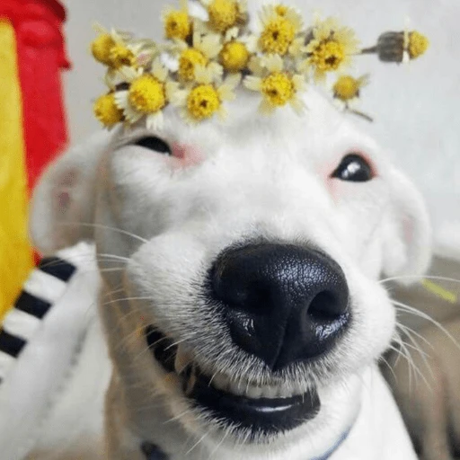 🐶 PERRO SONRIENTE MOODS 🐾 4