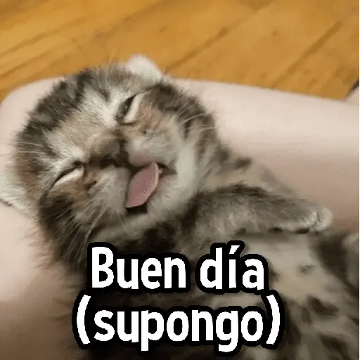 Gatitos pa tu Wsp😼🫰🏻 15