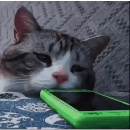 🩷Gatitos Animados 🐱🥛 7