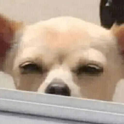 🐶 CHIHUAHUAAA 🎶 5
