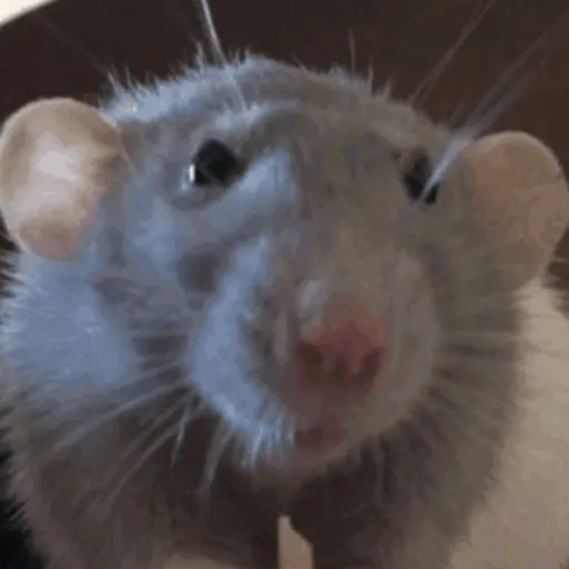 🐀 RATITAS PAL CHAT 🐀 6