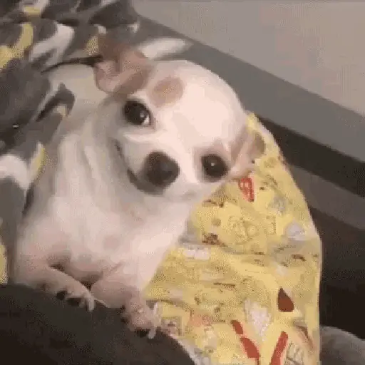 doguinhos animadas 2
