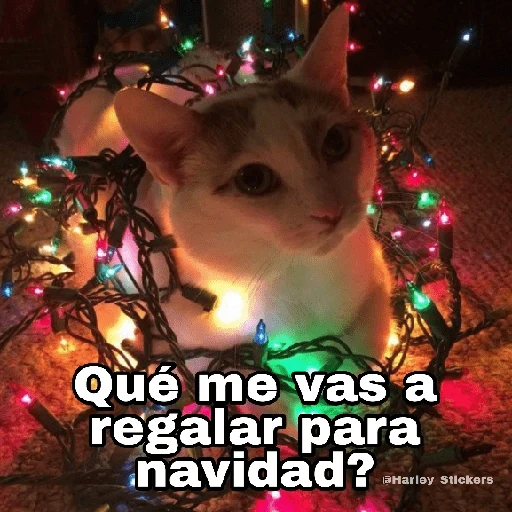 Gatitos Navidad 14