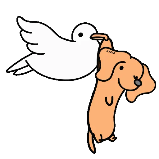 Perro Bachicha 14