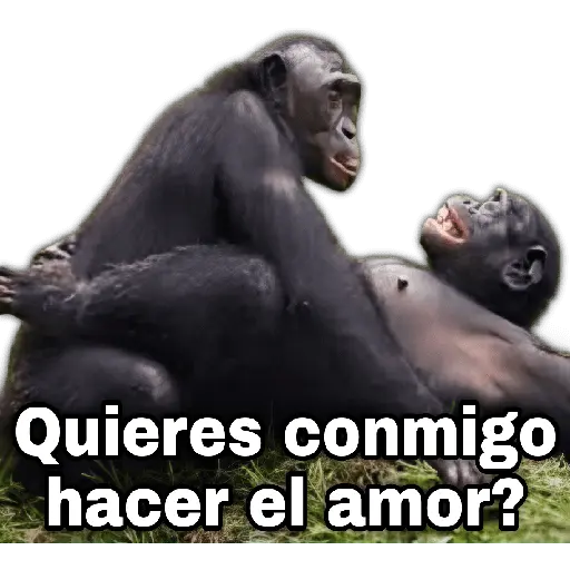 Quieres conmigo hacer el amor?