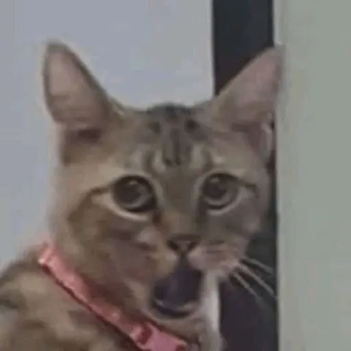 Memes gatitos #3 🐱✨🌷 9
